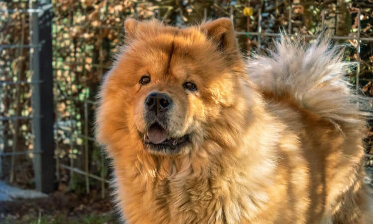 cómo sacar el pelo de un perro de un nudo