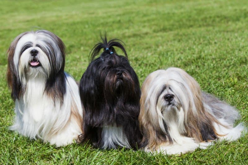 cómo sacar el pelo de un perro de un nudo
