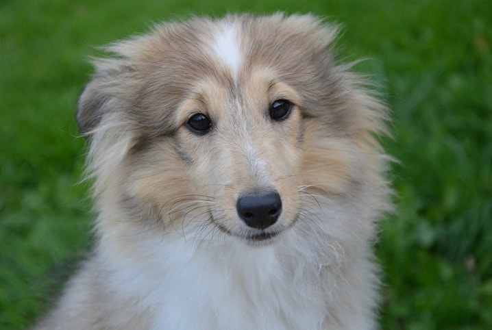 cómo sacar el pelo de un perro de un nudo