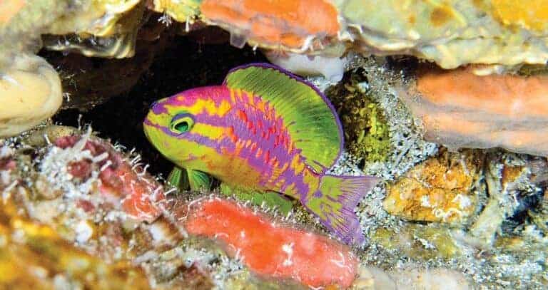 Tosanoides aphrodite o anthias Afrodita