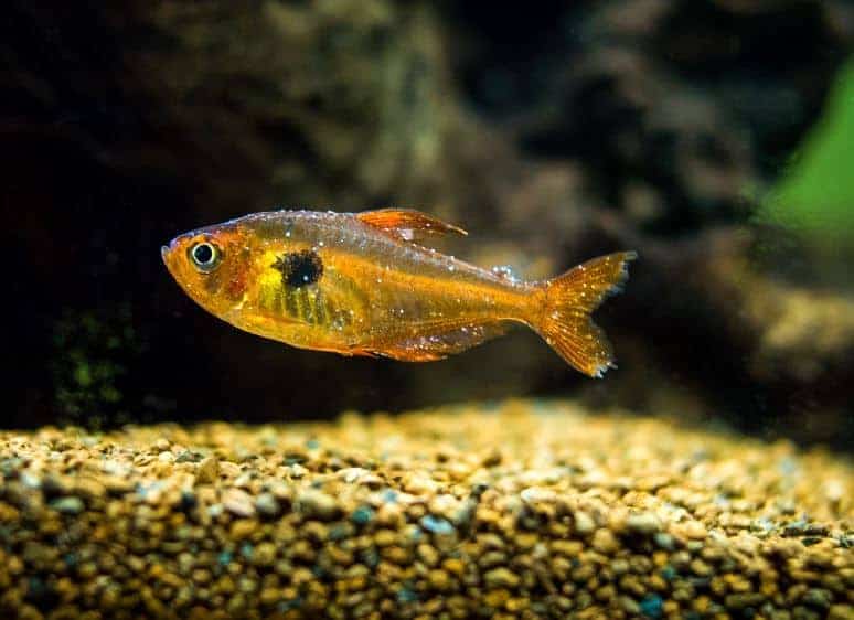 Enfermedad del punto blanco en el pez