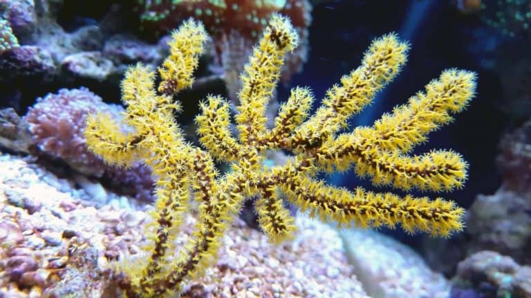 Corales Gorgonias