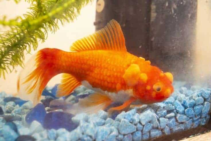 Goldfish enfermo con bumbs en su escala, pecera mascota
