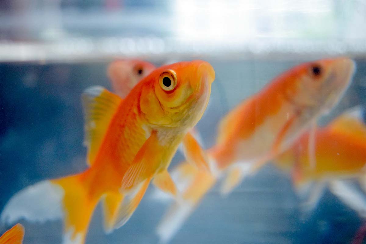 Carassius auratus – Goldfish