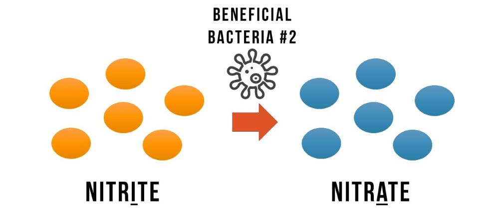 La bacteria beneficiosa # 2 luego come los nitritos y produce nitratos (el compuesto de nitrógeno menos tóxico).