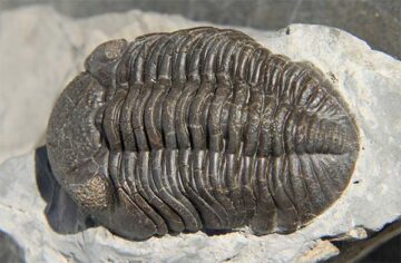 trilobites