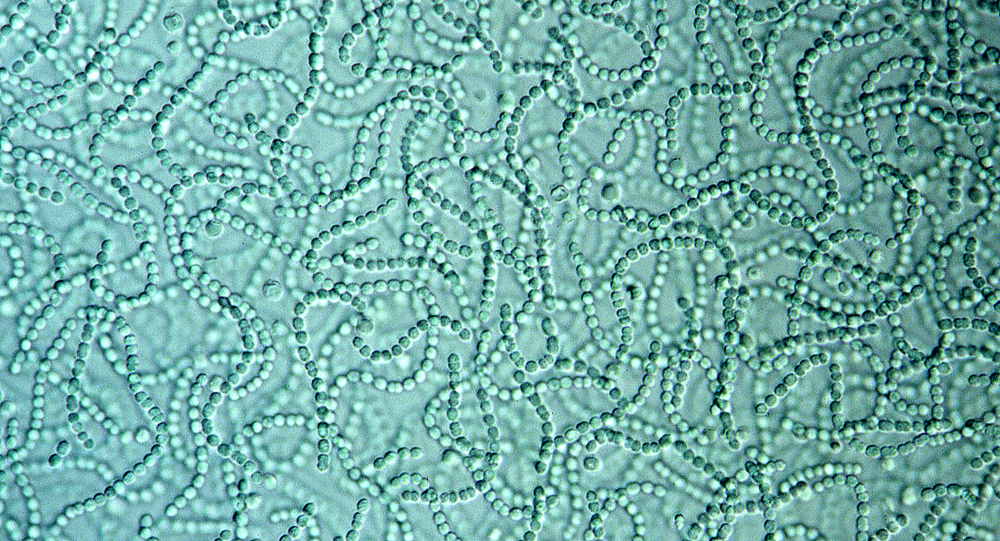 cianobacterias bajo un microscopio