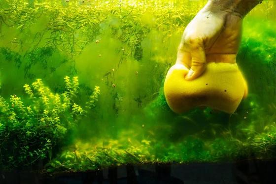 Cómo combatir 6 tipos de algas en tu pecera