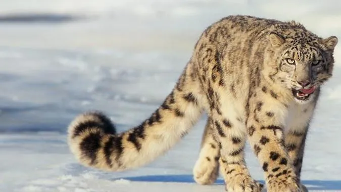 Efecto cuarentena: Logran captar por primera vez en años al hermoso leopardo de las nieves