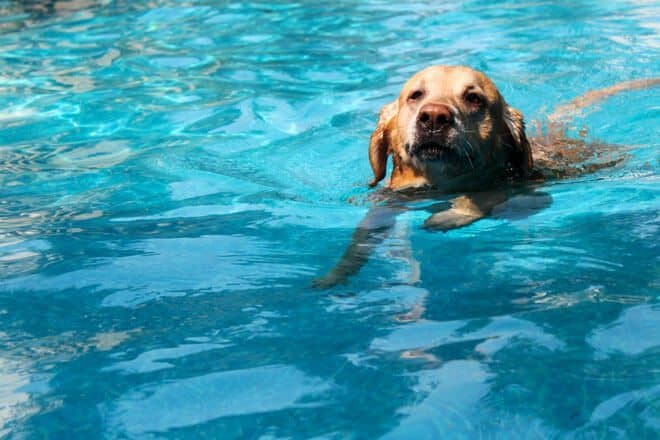 Cómo hacer que tu perro supere su miedo al agua