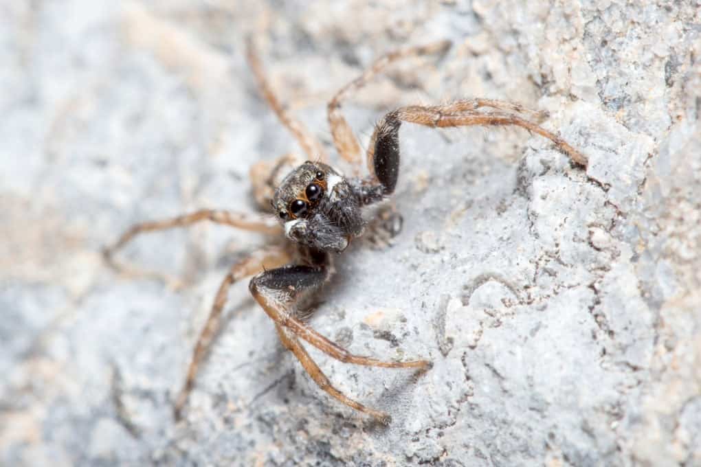 Salticidae, araña de la especie Menemerus semilimbatus.