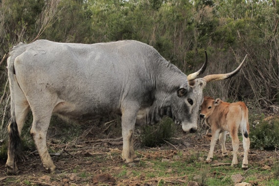 Una hembra de Maremma con sus crías en la finca Paganico (Grosseto): los terneros nacen como lo hicieron en los uros, con un pelaje rojizo, completamente diferente al de los adultos.