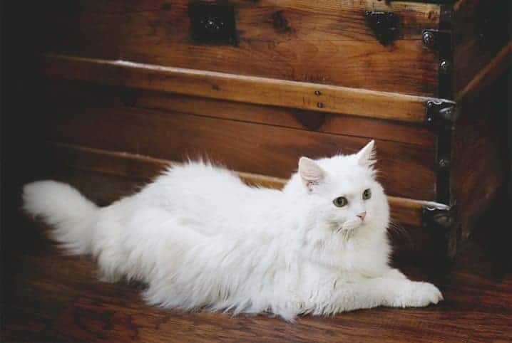 gato blanco de pelo largo