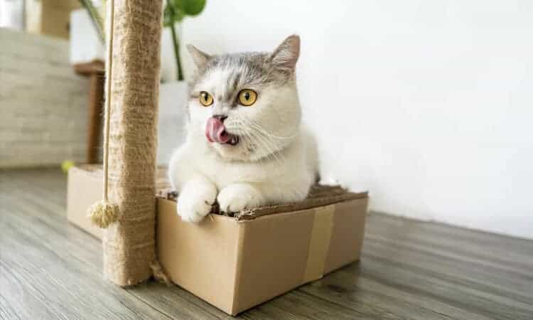 gato en la caja de cartón lamiendo su hocico