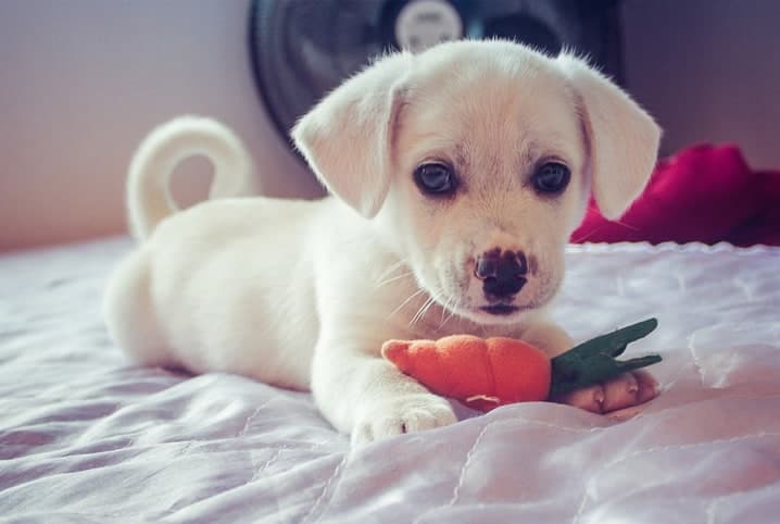 perro con zanahoria de juguete