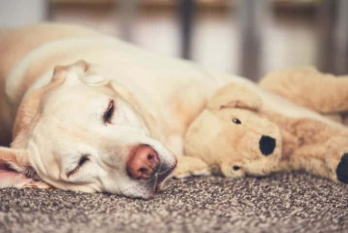 perro acostado con los ojos cerrados junto a un juguete de peluche