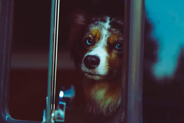 perro mirando por la ventana del autobús