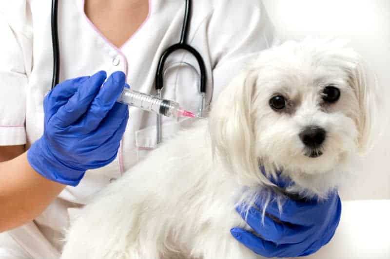 perro blanco recibiendo la vacuna