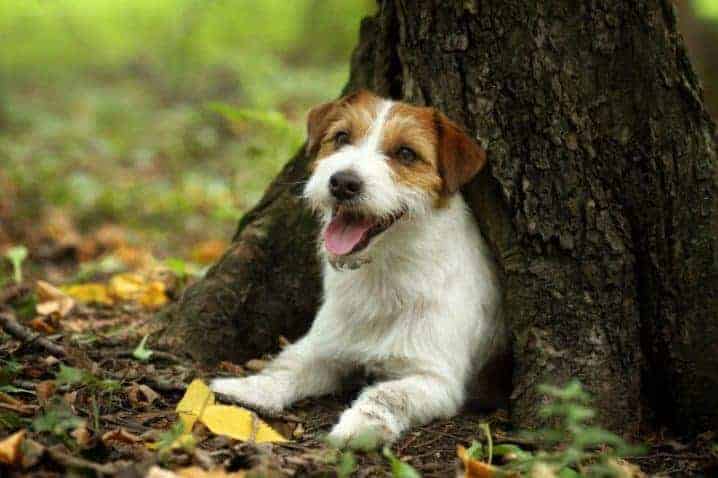 perro cerca de un árbol