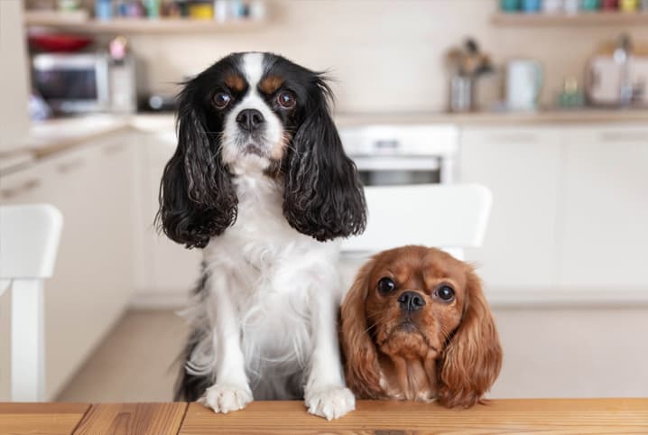 dos perros mirando a la cámara sobre la mesa