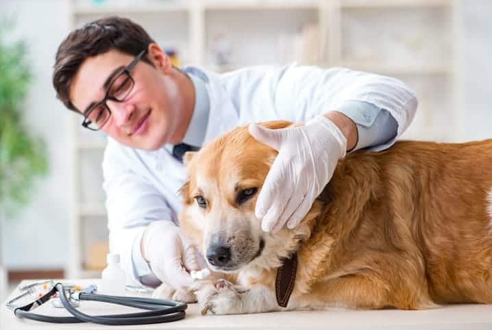 perro examen veterinario