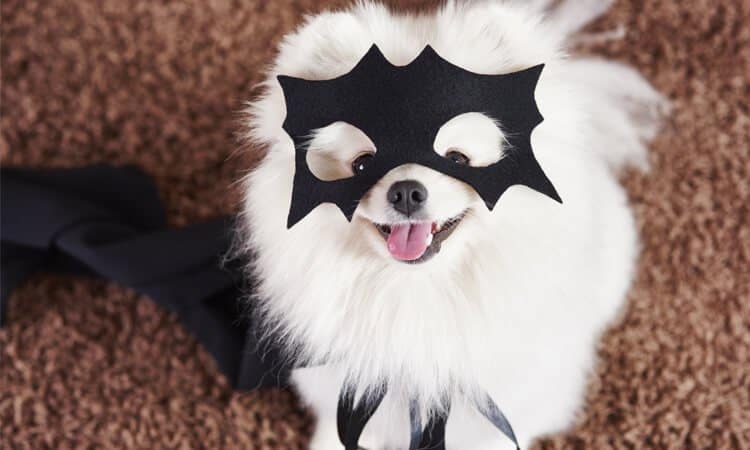 perro con máscara y capa