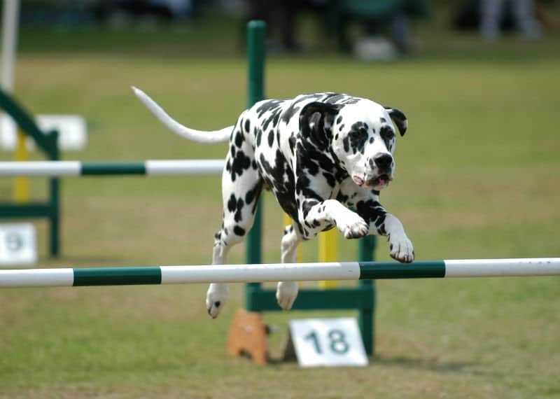 perro corriendo en competencia 