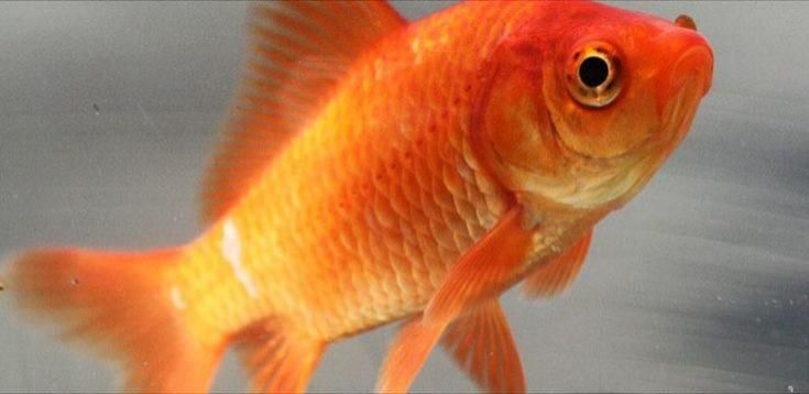 Goldfish común también conocido como pez dorado