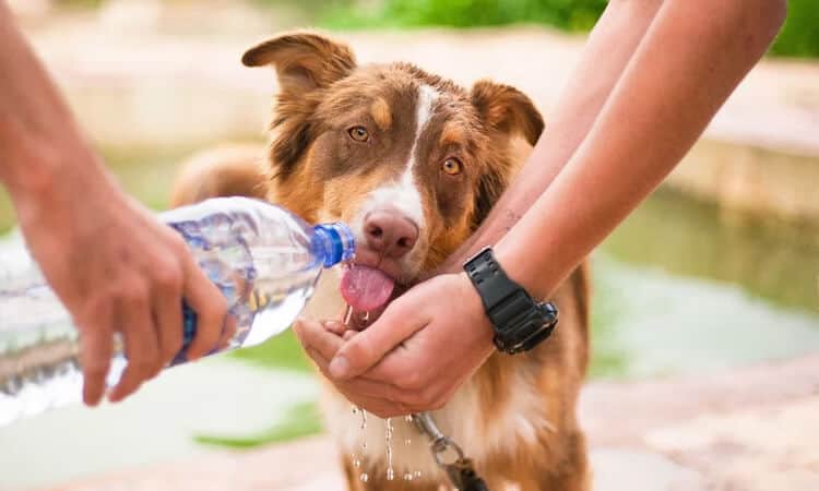 ¿Cuántos días puede beber agua el perro?