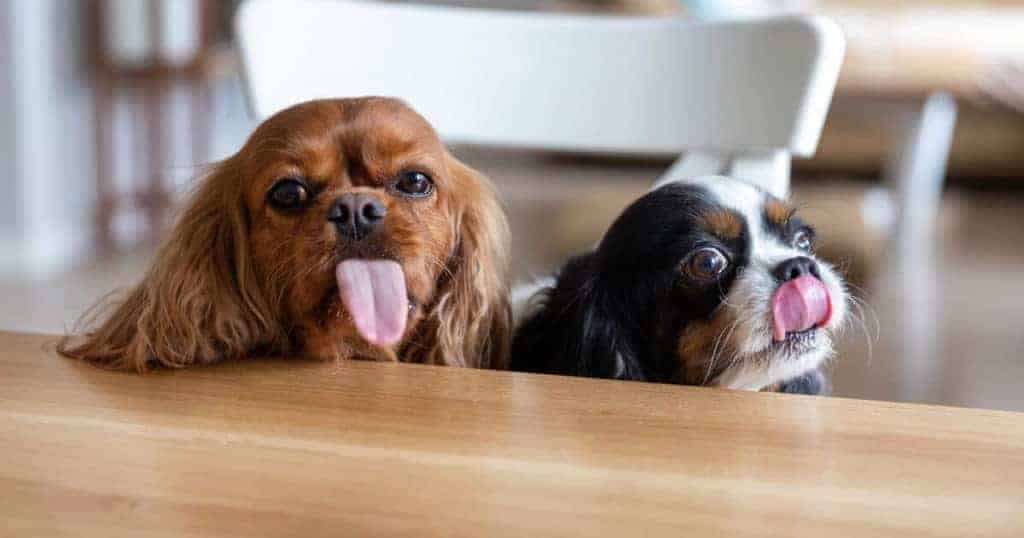 perros con la lengua afuera.