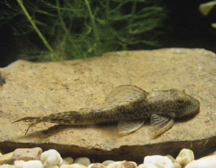 Pleco Fish (Plecostomus) - Información y guía de cuidados