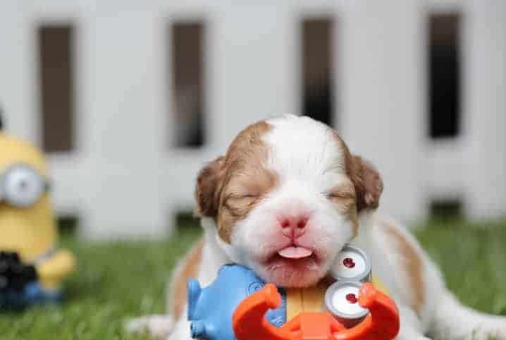 cachorro recién nacido con juguete.