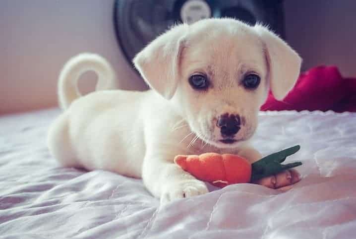 cachorro con juguete en forma de zanahoria.