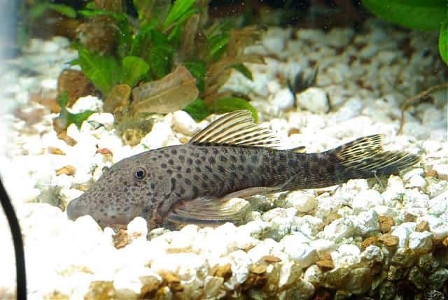 Rubber Lipped Pleco | Pleco fish, Cool fish, Freshwater aquarium fish