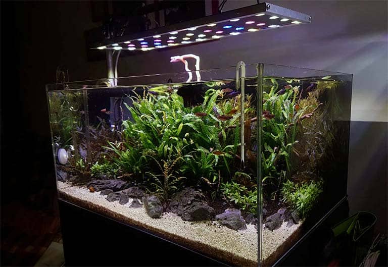 Introducción al acuario plantado