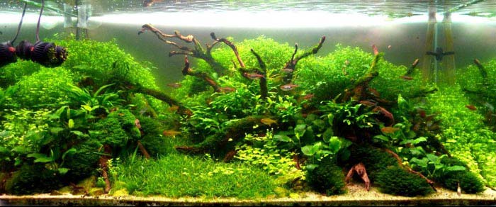 Aquascaping
