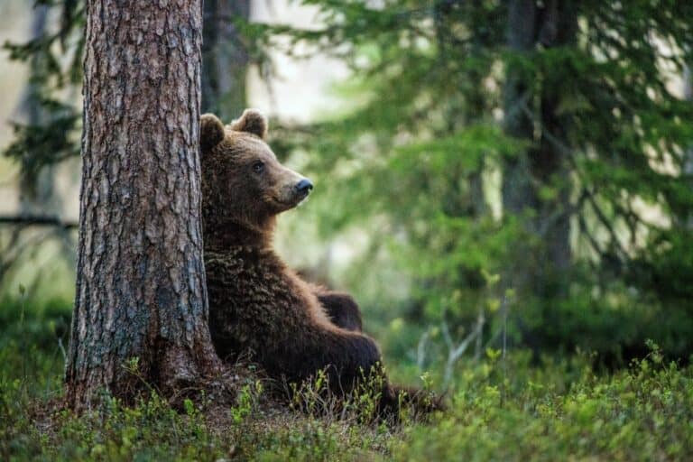 Oso