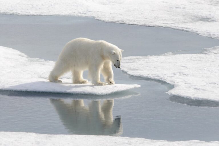 Oso polar