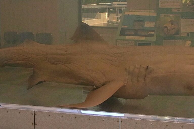 Tiburón bocudo Tiburón bocudo