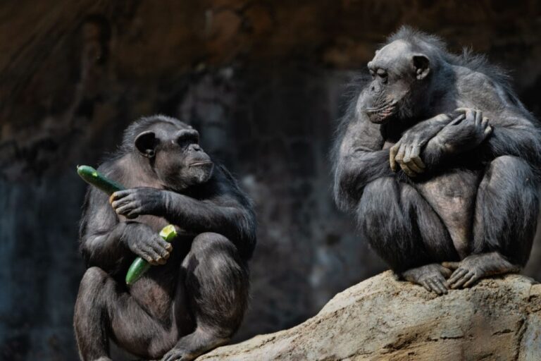 Chimpancé