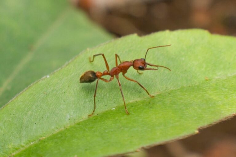 Myrmecia midas