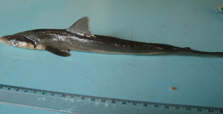 Tiburón Tiburón