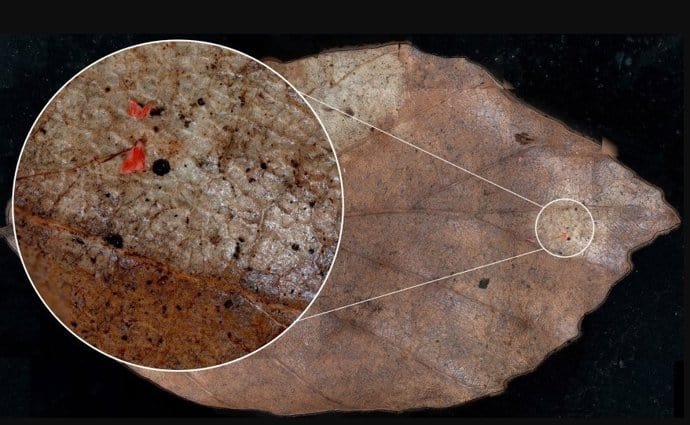 Así es como los microplásticos están invadiendo nuestros suelos forestales sin que lo notes