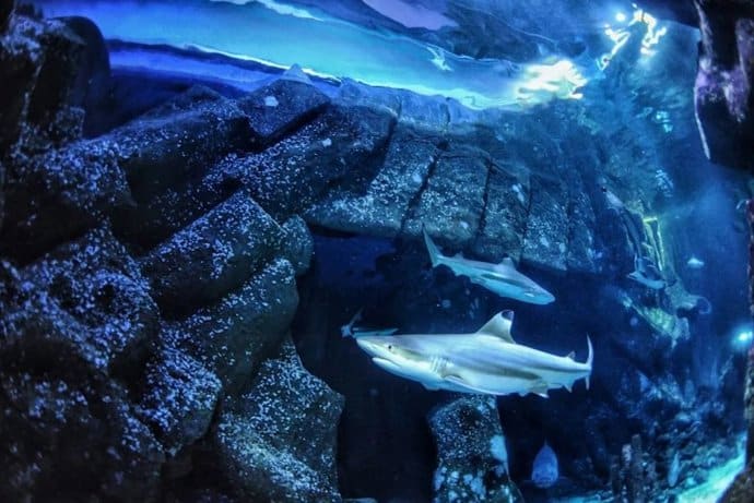 El impacto del calentamiento global que podría hacer desaparecer los dientes de los tiburones
