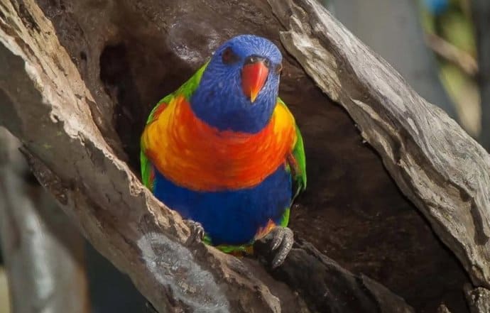 Impactante descubrimiento revela cómo algunas aves australianas cambian de sexo naturalmente