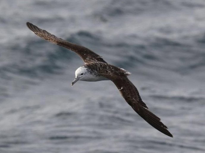 Increíble comportamiento de aves marinas que solo defecan en pleno vuelo