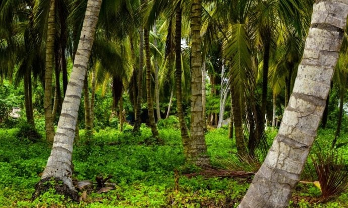Por qué los árboles tropicales mantienen el aire fresco y evitan incendios naturales