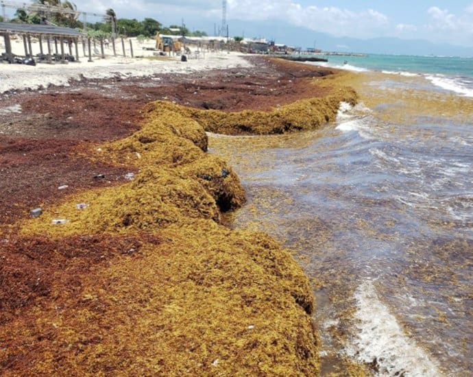 Así afecta la contaminación terrestre a las invasiones masivas de sargazo en nuestras costas