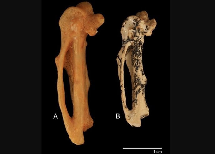 Así era el impresionante pájaro cantor gigante que habitó Australia hace 17 millones de años