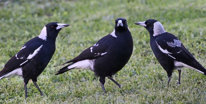 Así es cómo las urracas son capaces de identificar el número de intrusos en su territorio